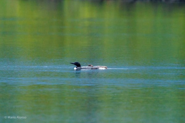 Loon with Chick