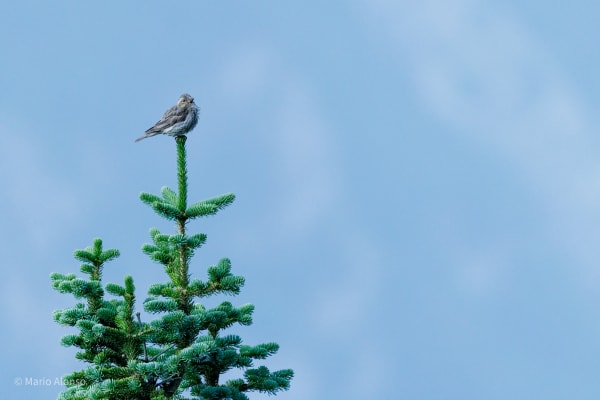 Perched at the Top