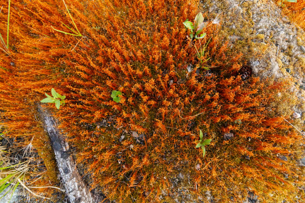 Fire Moss