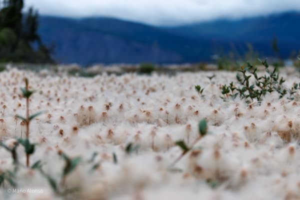 A Sea White Fuzz