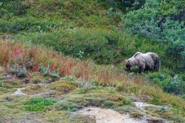 Blond on the Hillside