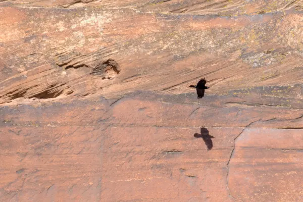 Turkey vulture