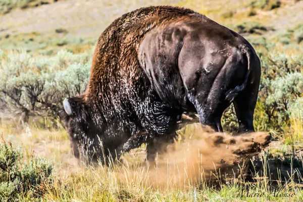 Male Bison getting ready for the ladies