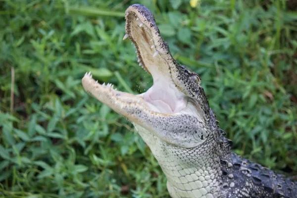Young American Alligator