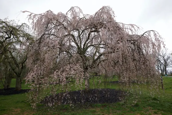 Cincinnati Cherry Blossoms