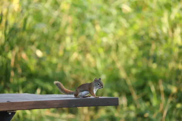 Curious Red Squirrel