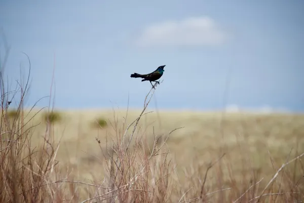 Common grackle
