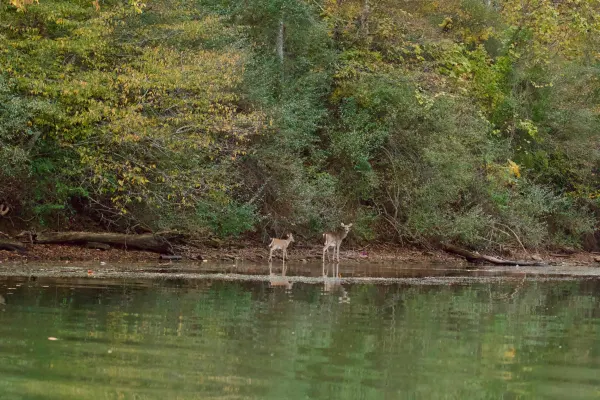 White-tailed Deer at Lakeshore