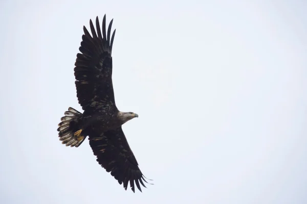 Bald Eagle Flying overhead