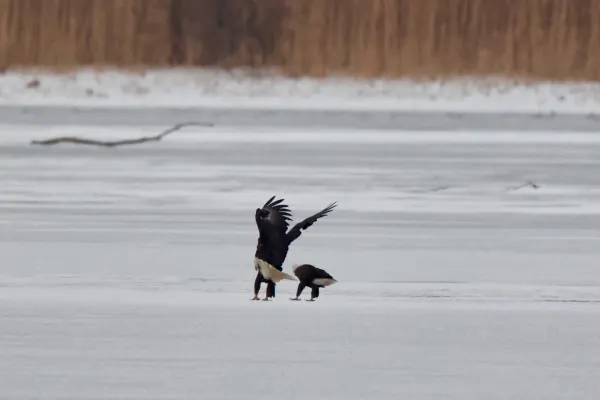 Bald Eagles on the Ice