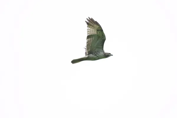 Red-shouldered Hawk Soaring