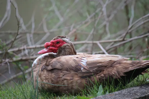 Muscovy Duck at Jenny Wiley State Park