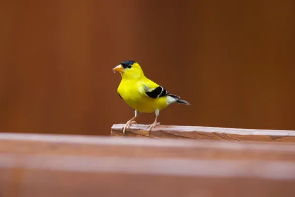 Backyard Goldfinch