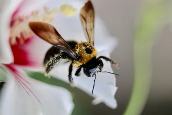 Eastern Carpenter Bee at Work