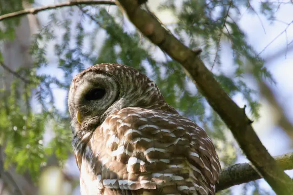 Barred Owl Sunbathing