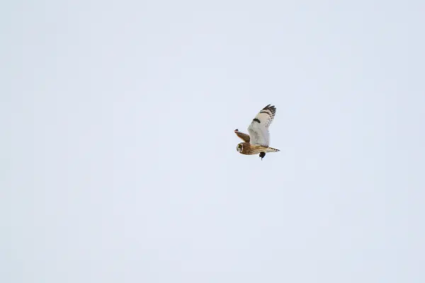 Short-eared Owl with Prey
