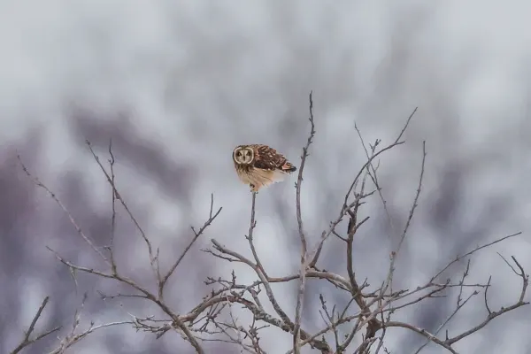 Short-eared Owl Portrait
