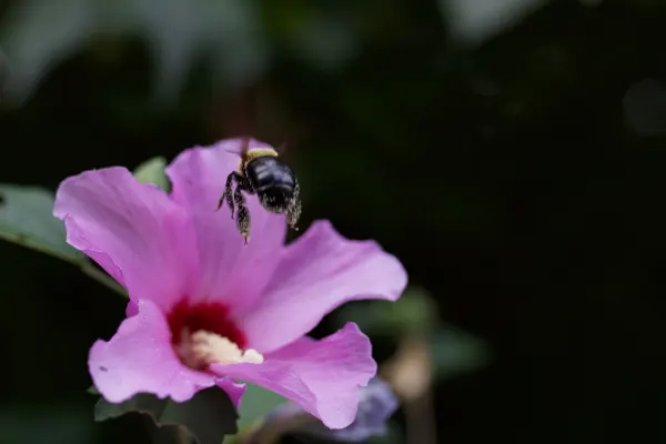 Bumblebee Over Flower