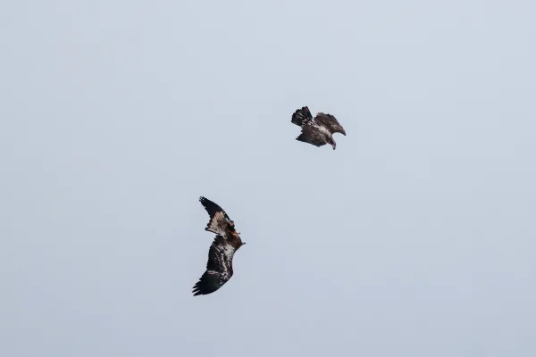 Juvenile Bald Eagles Aerial Play