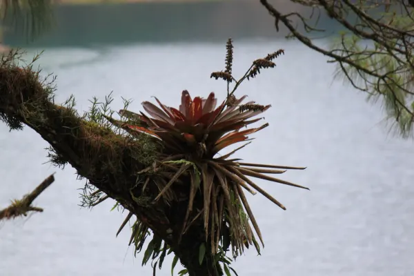 Bromeliad
