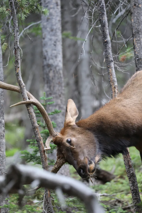 Elk or Wapiti