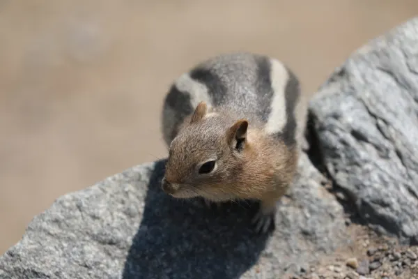 Least Chipmunk
