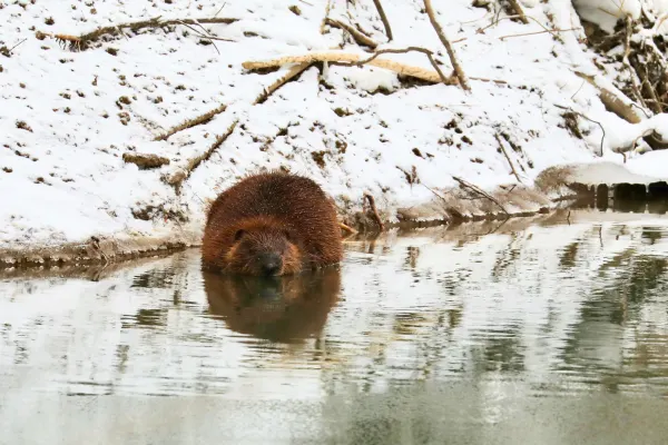 North American beaver