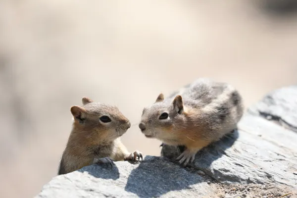 Least Chipmunk 3