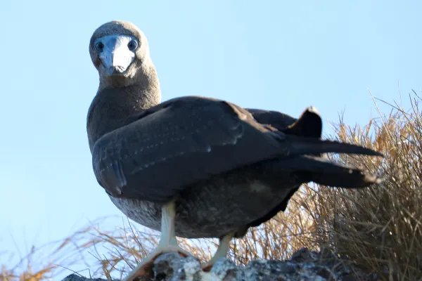 Brown booby