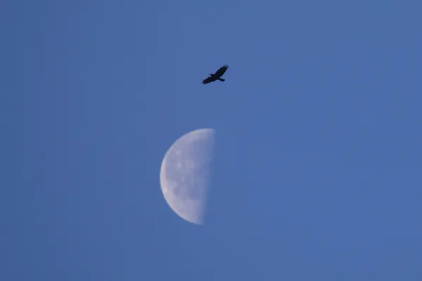 American crow in Flight