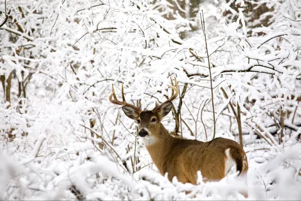 White-tailed deer Male 2