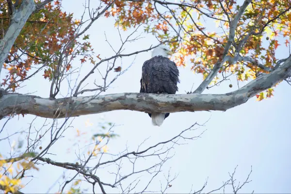 Bald Eagle 2