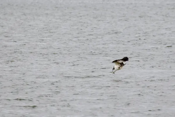 Osprey