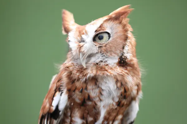 Eastern screech owl 2