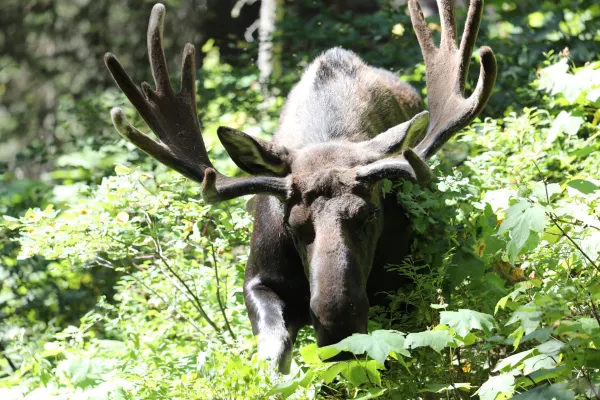 Moose 2