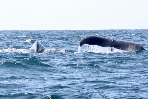 Humpback whales Swimming