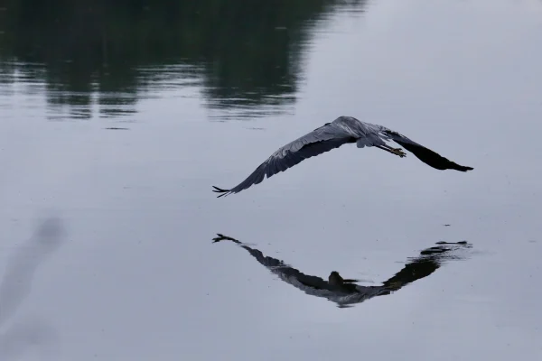 Great blue heron 4
