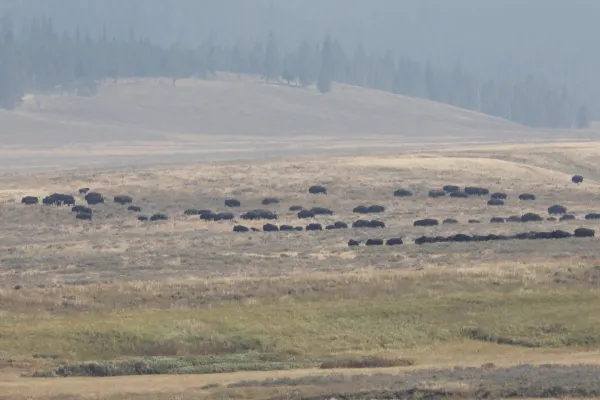 American bison Running