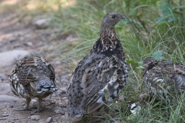 Ruffed Grouse