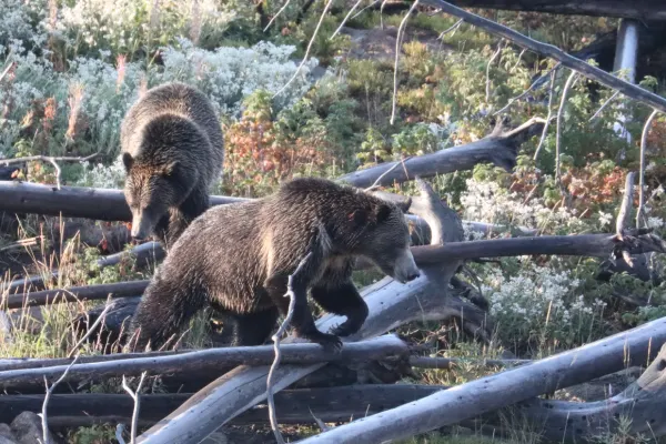 Grizzly Mother and Daughter
