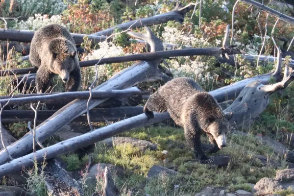 Grizzlies Through Fallen Trees