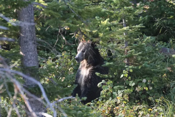 Grizzly Standing for Berries