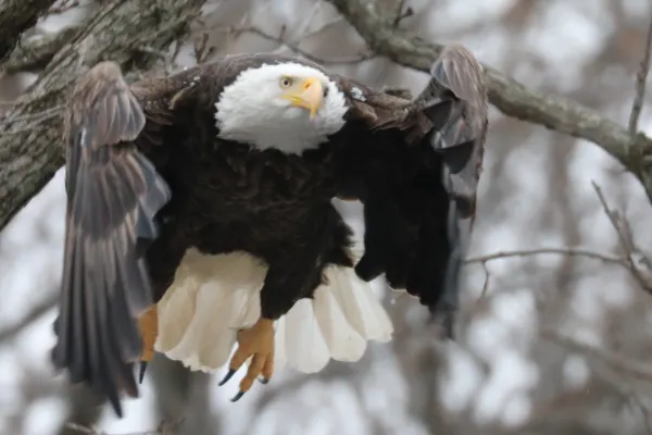 Bald Eagle Launching Toward Me