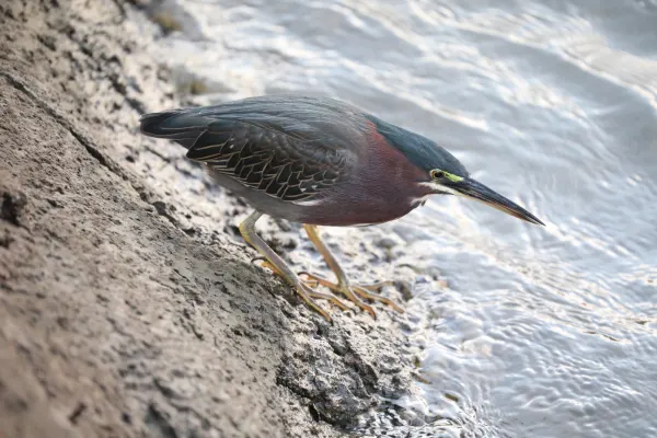 Green Heron Hunting