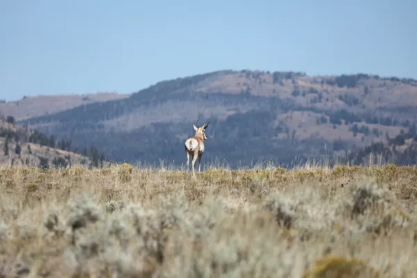 Pronghorn on the Horizon
