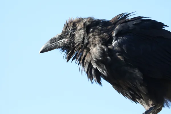 Unfazed American Raven