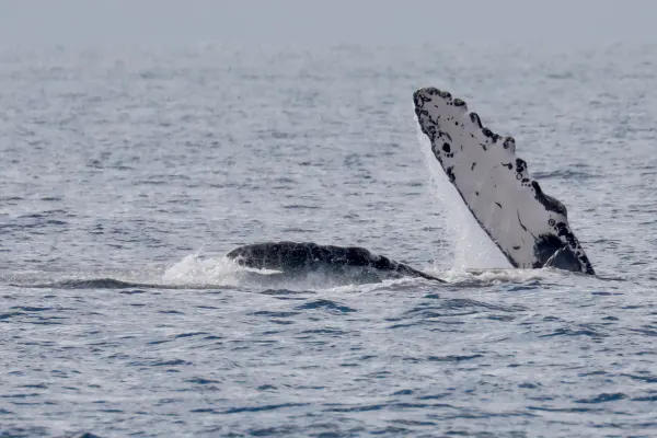 Humpback Pectoral Fin Slap
