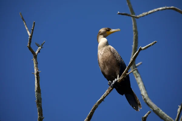 Cormorant Sunning
