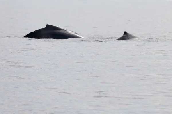 Humpback Mother and Calf