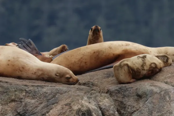 Steller Sea Lions Sunbathing